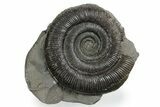 Jurassic Ammonite (Dactylioceras) Fossil - England #353873-1